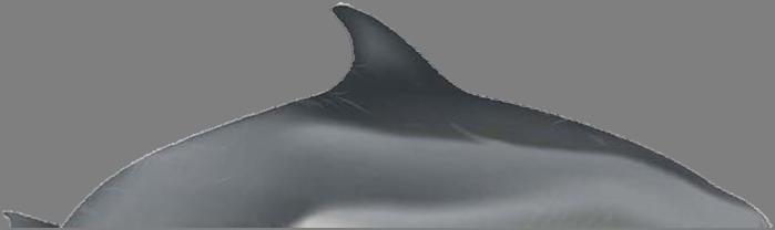 El Orden Cetácea (ballenas, delfines, marsopas, fisetéridos, monodóntidos y zifios) esta constituido por