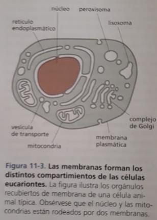 I. Membrana Plasmática. Todas las células contienen una membrana que separa y protege sus componentes químicos del medio extracelular.