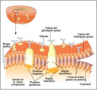 Todas las membranas celulares están compuestas por lípidos y proteínas. Los lípidos están organizados en dos láminas íntimamente adosadas que conforman una bicapa lipídica.