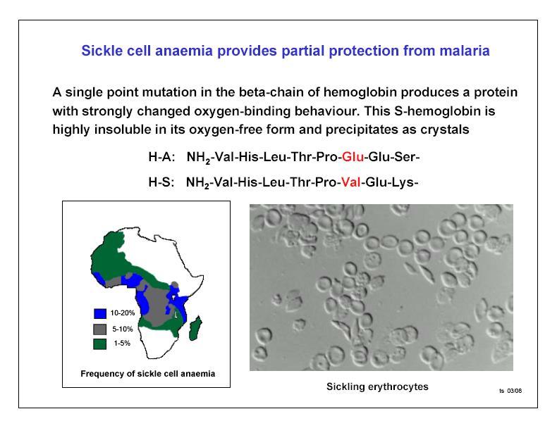 La anemia por drepanocitosis otorga protección parcial a malaria Una simple mutación en la cadena beta de la Hb produce una proteína que cambia su conformación