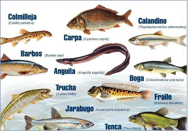 Los peces son el grupo mas simple y mas numeroso de los vertebrados.