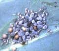 Pesticida Neem (para las larvas) Sanidad