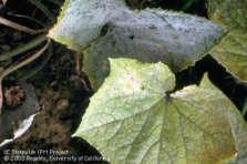 12 Sclerotinia o Moho Blanco Es un hongo del suelo que causa la enfermedad conocida como moho blanco y cuyos síntomass se caracterizan por