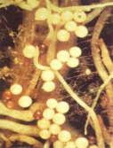 Los nemátodos de raíz z son unos minúsculos animalillos en forma de anguila de menos de 1 mm de longitud en estado adulto, visibles sólos