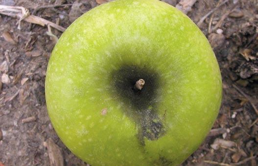 Higbee 34 Green apple aphid has black legs, antenna tips &