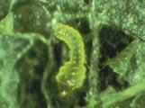 larvas del 1 a 2 instar son planos y al