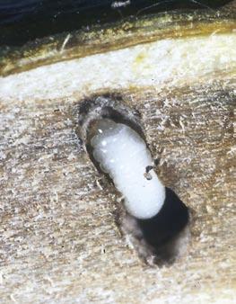Slug ~ Babosa del peral N.
