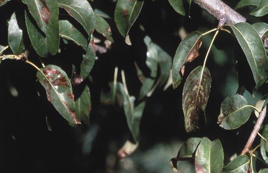 leaves Causan bronceo en las hojas D. Epstein T.