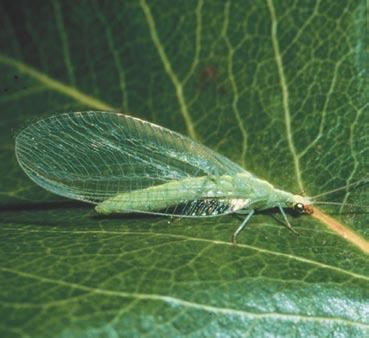Lacewings ~ larvae eat aphids, psylla,