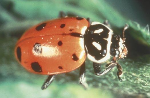 Lady beetles: adults and larvae are aphid and