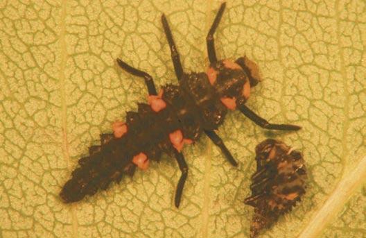 of convergent lady beetle Larva y piel