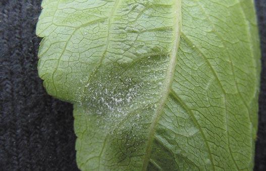 Grove Young mildew colonies on underside of young