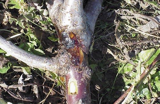 Bacteria infect trees through wounds. Buds die.