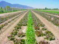 polvo Barrera de pesticida entre tierra convencional y orgánica 1 6