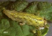 Adulto: Crisopa Verde Tamaño LARVA 10 real Pupa 11 12 9 Adulto: Crisopa Café Qué  Las larvas comen