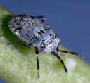 insectos incluyendo: Áfidos Ácaros Trips Gusanos Escarabajo pulga Huevos de