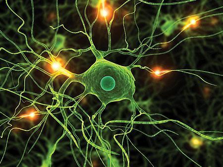 La Neuroplasticidad es el proceso por el cual las neuronas establecen comunicación entre si creando un conjunto de redes conocidas con el nombre de Redes Hebbianas.