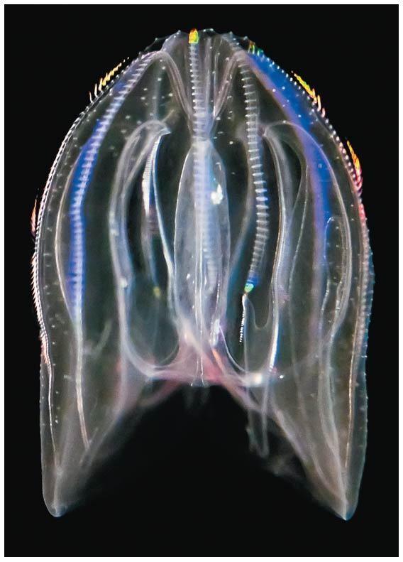 Ctenophora (150 sps) Usan cilios para moverse que forman arreglos de ocho estructuras similares a peines.