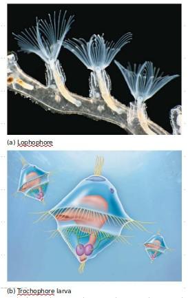 Lofotrocozoa Los lofotrocozoos son un supergrupo de animales conformado por moluscos, lofoforados y gusanos como los anélidos.