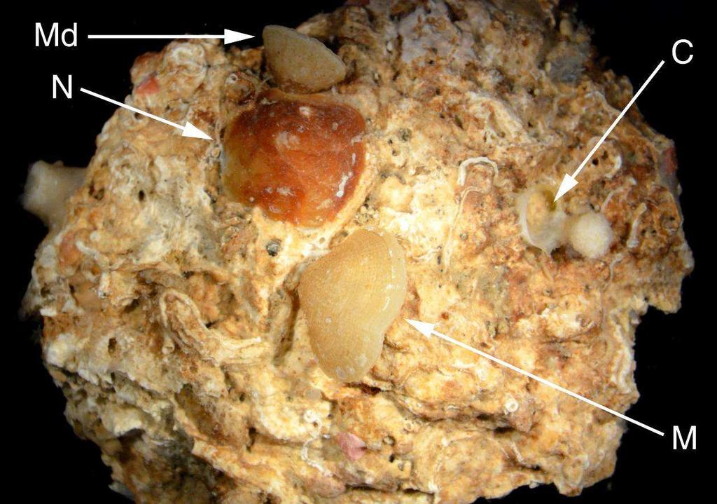 Informe final INDEMARES-Alborán Resultados de braquiópodos; en un mismo fragmento rocoso se encontraron próximas hasta tres especies distintas (Fig. 3.5.31)