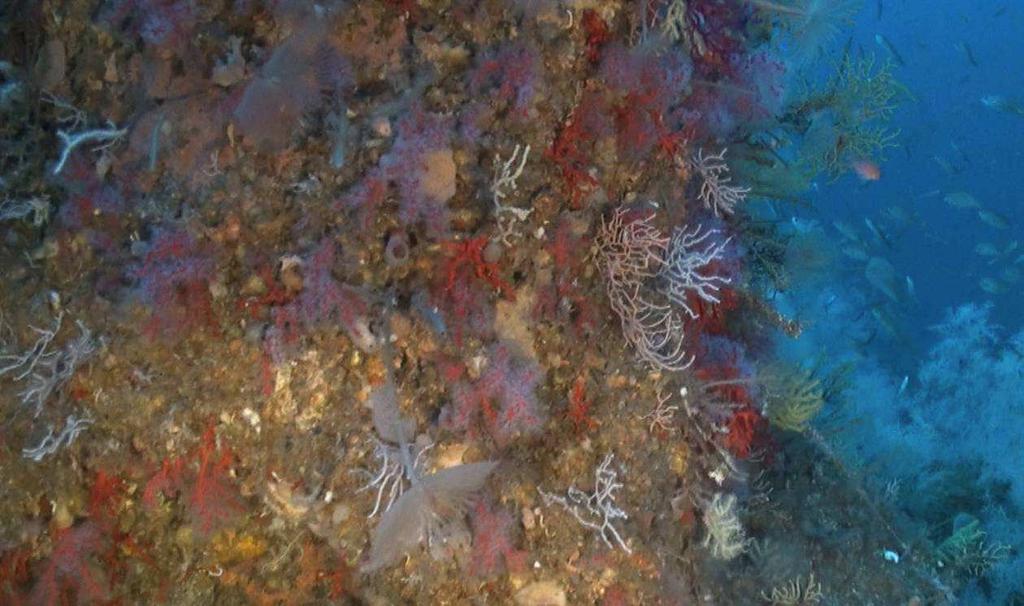 Comunidad coralígena con Corallium rubrum en un