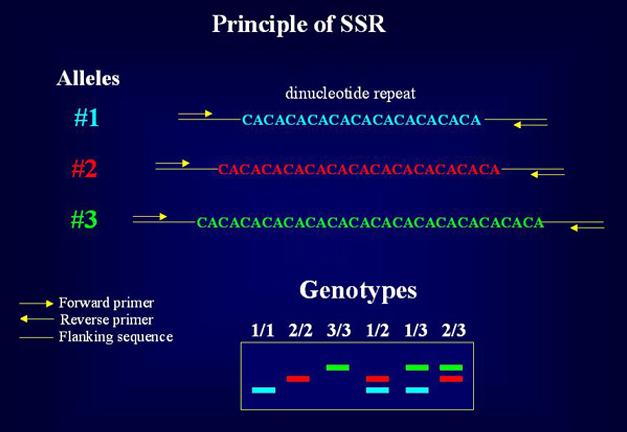 SSR : SINGLE SEQUENCE REPEATS COMPARACION MARCADORES GENETICOS Microsatélites: -