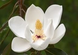 Nebraska (EUA) PRIMITIVO versus DERIVADO EJEMPLOS DICOTILEDÓNEAS Magnolia Lirium Salvia Pleurothallis Arthur