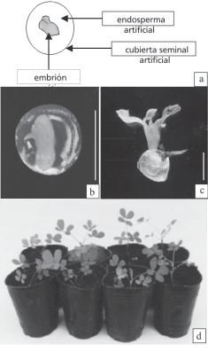 V.-Capítulo 2 Semilla sintética Rey, Hebe Y.; Mroginski, Luis A. 1 Concepto Figura 1: a) Partes de una semilla sintética.