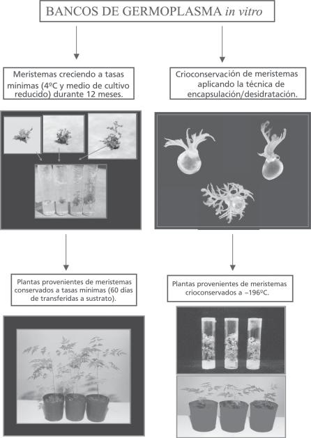 Figura 1: Estrategias para la conservación de germoplasma de paraíso (Melia azedarach L.), desarrolladas en el Laboratorio de Cultivo in vitro de Tejidos Vegetales. IBONE.