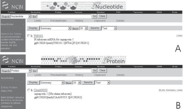 Figura 1: La Figura muestra los códigos asignados por las bases de datos a cada secuencia ingresada. A) Número de acceso y gi de una secuencia nucleotídica.