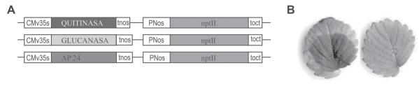 Figura 5. Transgénesis: A, Construcciones génicas portadoras de genes que codifican proteínas antifúngicas (quitinasa, glucanasa y Ap24). B, Hojas desprendidas de frutilla no transgénica (izda.