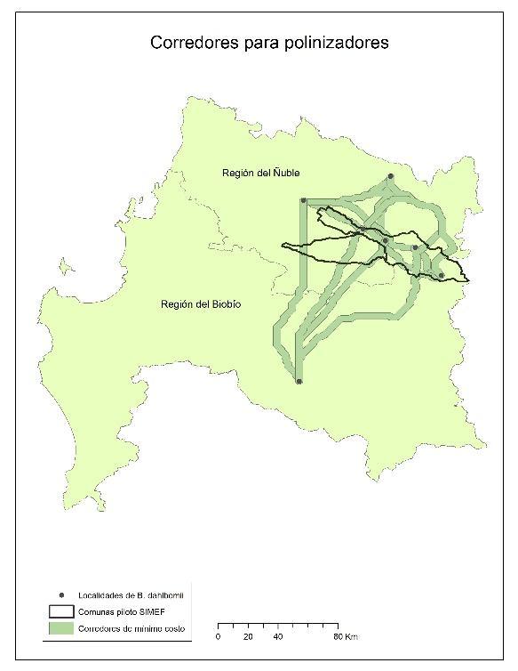 En las ilustraciones 9 y 10 se presentan los corredores de mínimo costo en la Región de Biobío y Ñuble y en el área piloto de la actual Región del Ñuble. 3.