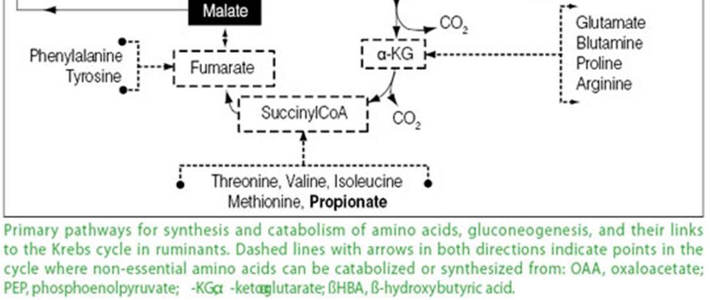 Existen 2 rutas para la oxidacion del acido propionico.