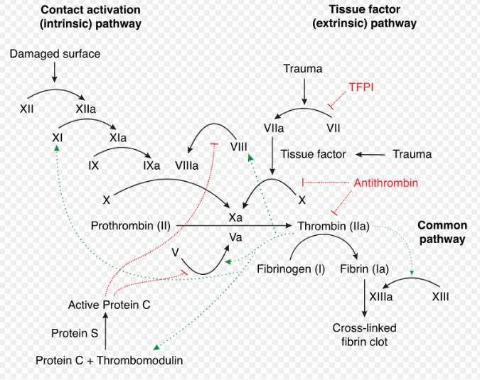 DEFINICIONES Y CONCEPTOS SISTEMAS ANTICOAGULANTES ENDOGENOS Antitrombinas (Antitrombina III): inhibe factor IIa y Xa Sistema de