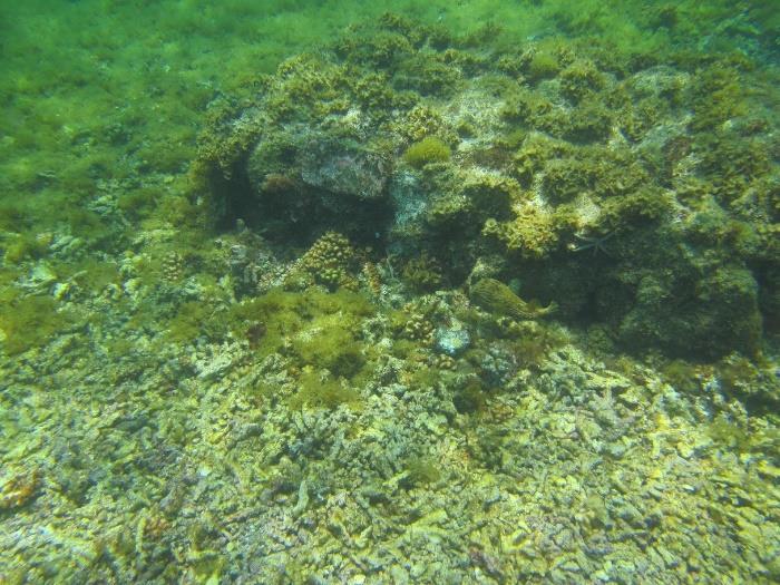 11 4. Integridad de los módulos y sobrevivencia de las colonias de coral cementados en ellos.