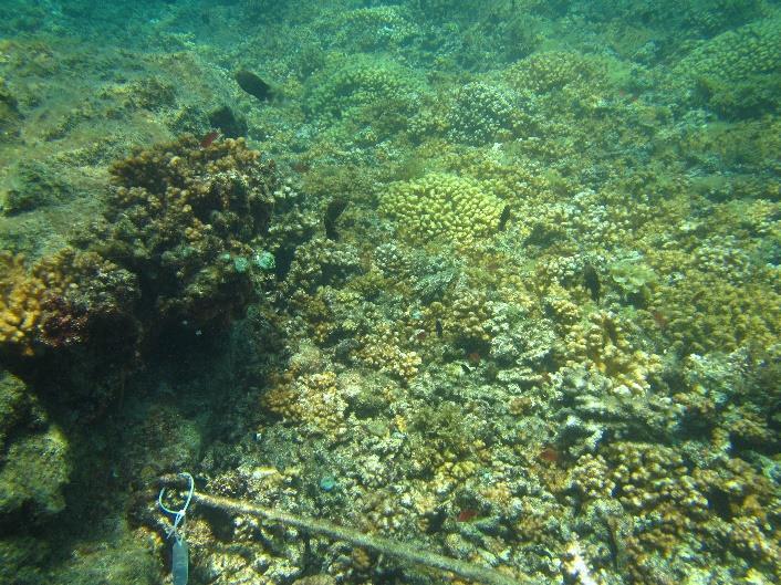gradual recuperación de la cobertura coralina del Área Primaria.
