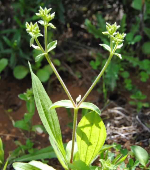 Cerastium glomeratum Thuill. Pamplinillas Herbácea anual con tallos de hasta 40 cm, erectos, ramificados. Hojas de oblanceoladas a espatuladas, las inferiores pecioladas y las superiores sentadas.