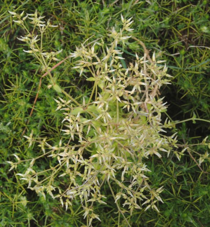 Cerastium brachypetalum Pers. subsp. tauricum (Sprengel) Murb. Pamplinillas Herbácea anual con tallos de hasta 25 cm, generalmente ramificados desde la base.