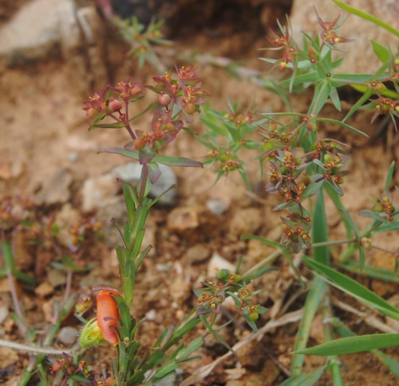 Sagina apetala Ard. Herbácea anual con tallos de hasta 6 cm, ramificados desde la base, de erectos a procumbentes. Hojas generalmente ciliadas, setoso-mucronadas.