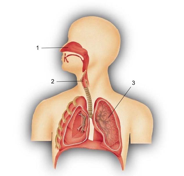 La circulación lleva la sangre a los pulmones para purificarla y luego la regresa al corazón para que la circulación se encargue de repartirla a todos los órganos del cuerpo.