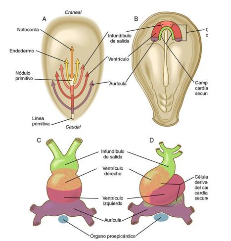 Embriología Carlson B et al.
