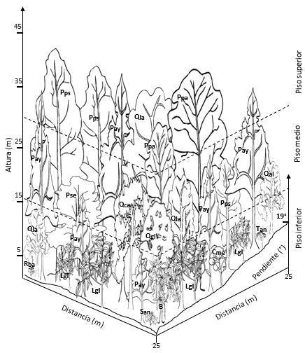 Perfiles de vegetación Perfil de vegetación para la Asociación Vegetal 1: Pinus ayacahuite-litsea glaucescens, donde: Pay = Pinus ayacahuite (22.58%), Lgl = Litsea glaucescens (15.