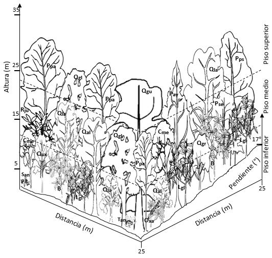 Perfiles de vegetación Perfil de vegetación para la Asociación Vegetal 2: Pinus patula-quercus laurina, donde: Ppa = Pinus patula (11.57%), Qla = Quercus laurina (10.63%), Lgl = Litsea glaucescens (9.