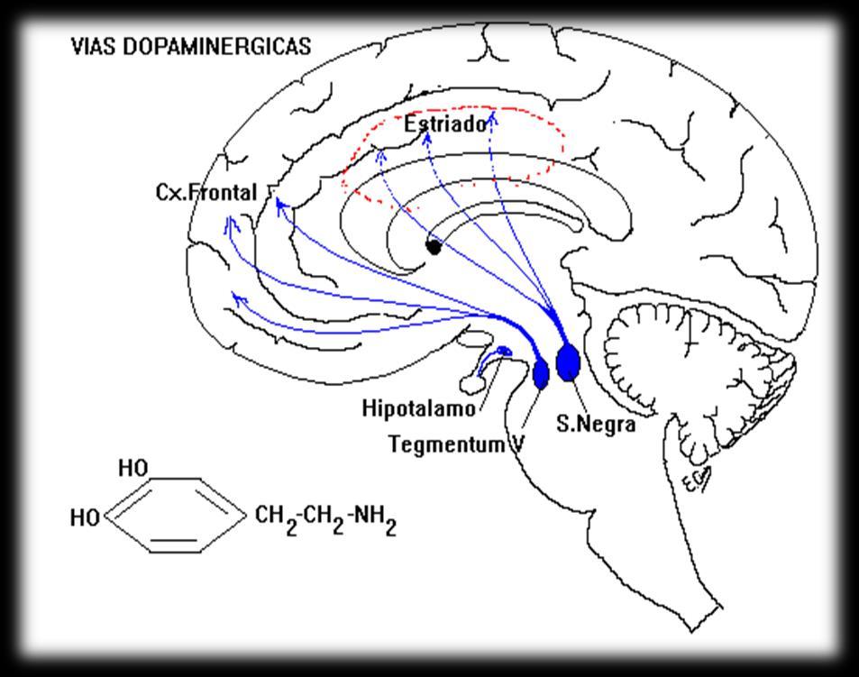 A NIVEL DEL SNC Las neuronas dopaminérgicas se encuentran ubicadas en: Hipotálamo En la