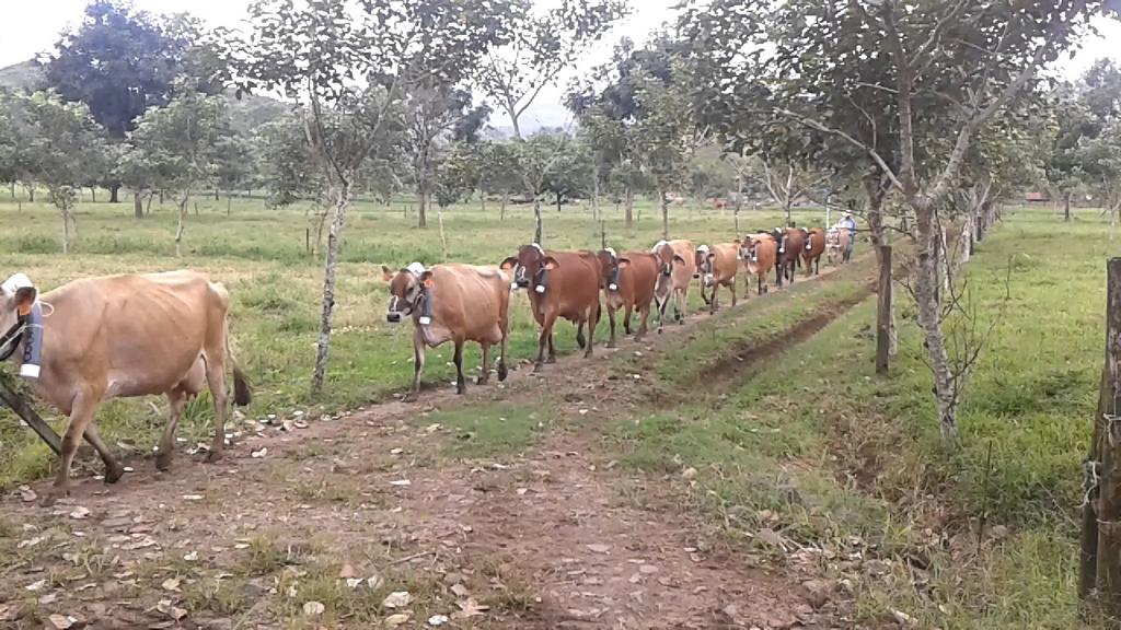 Taurus (Jersey) Emisión en vacas de lechería tropical Dieciséis vacas