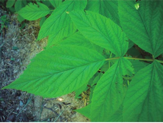 MAGNESIO Aumenta la intensidad en el color verde de las hojas Induce vigor de brotes (futuras cañas) Contribuye a aumentar el rendimiento (mayor actividad fotosintética de las hojas) Mejora la