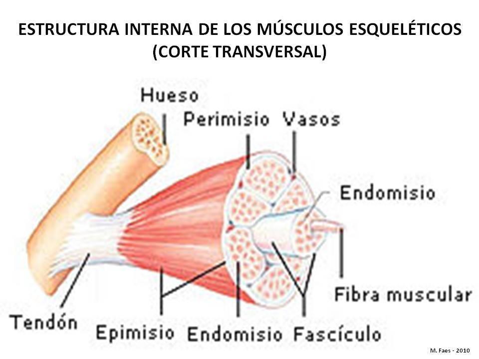 SISTEMA MUSCULAR Los músculos del cuerpo están compuestos por tres tipos de tejido muscular distinto.