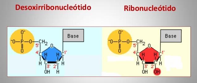 información genética. Ambos son polímeros cuya unidad básica son los monómeros llamados nucleótidos.