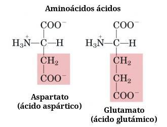 caso del ácido aspártico y ácido glutámico.
