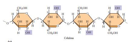 d) Polisacáridos: Están constituidos por monosacáridos unidos en largas cadenas El almidón es la principal reserva alimenticia de las plantas, está formado por amilosa y amilopectina, ambas son